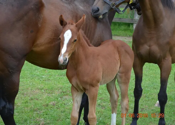 Bed & Breakfast Les Granges Du Chiron 3*